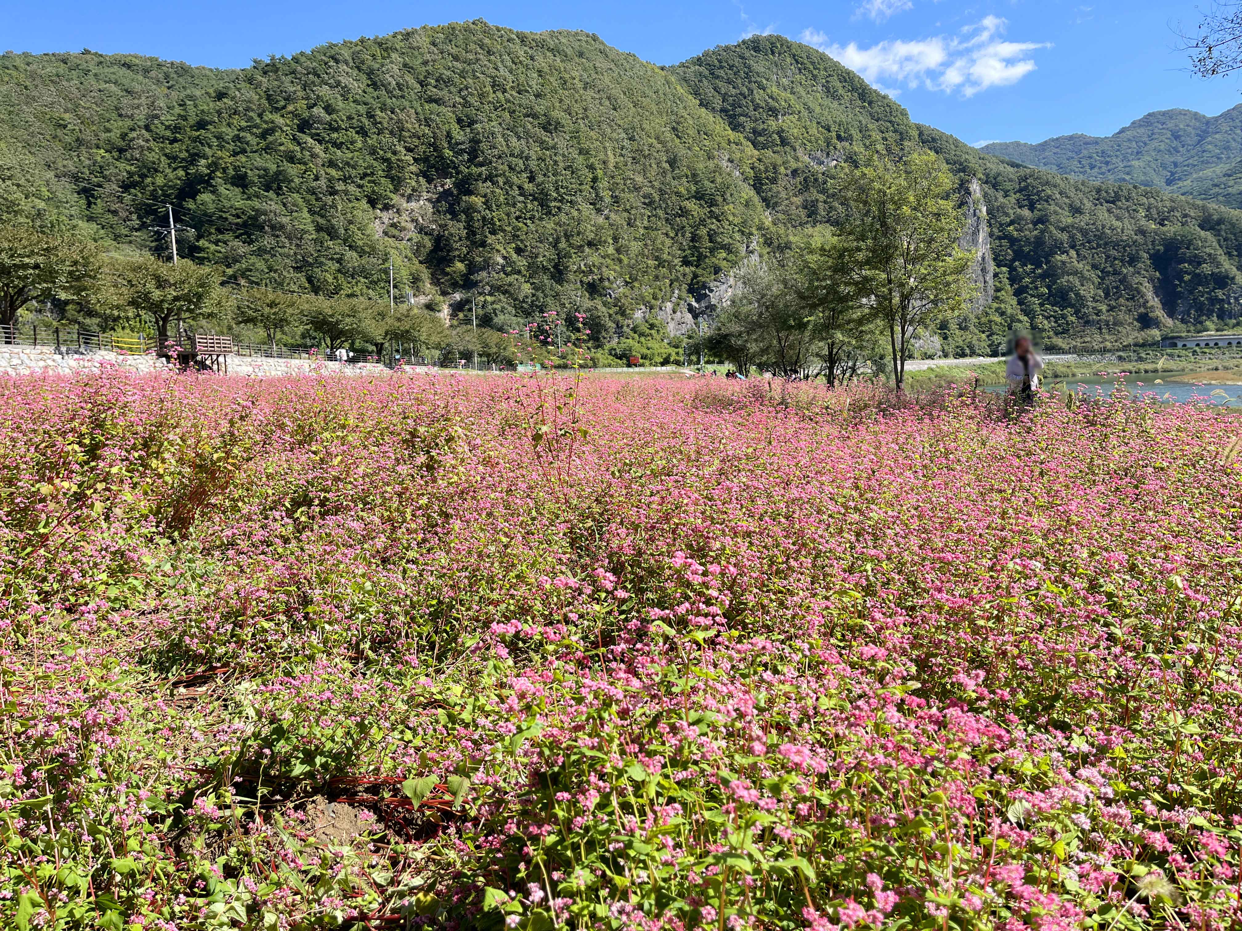 영월 동강 붉은 메밀꽃 축제 홍메밀축제
