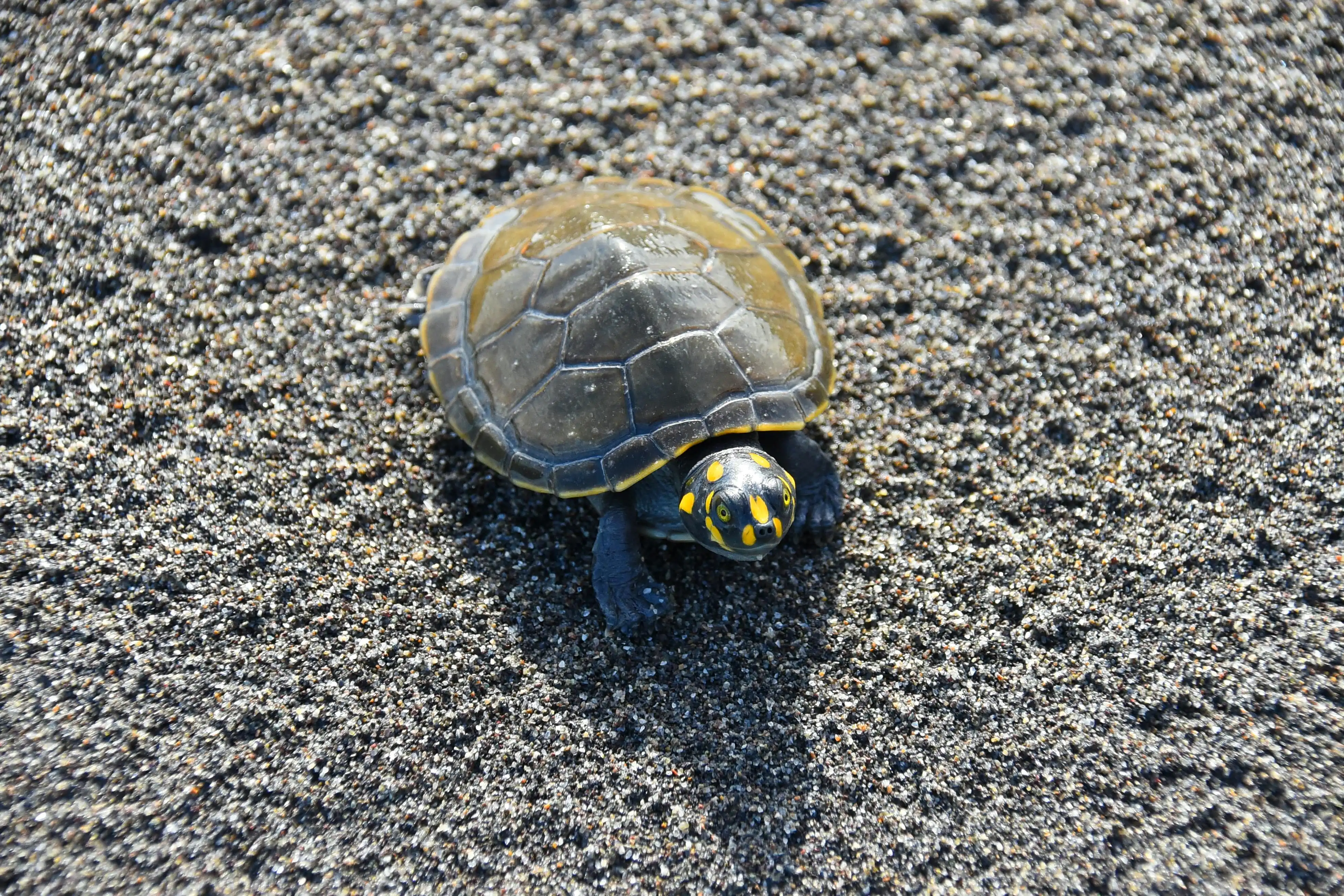 거북이 키우기 재테크 방법