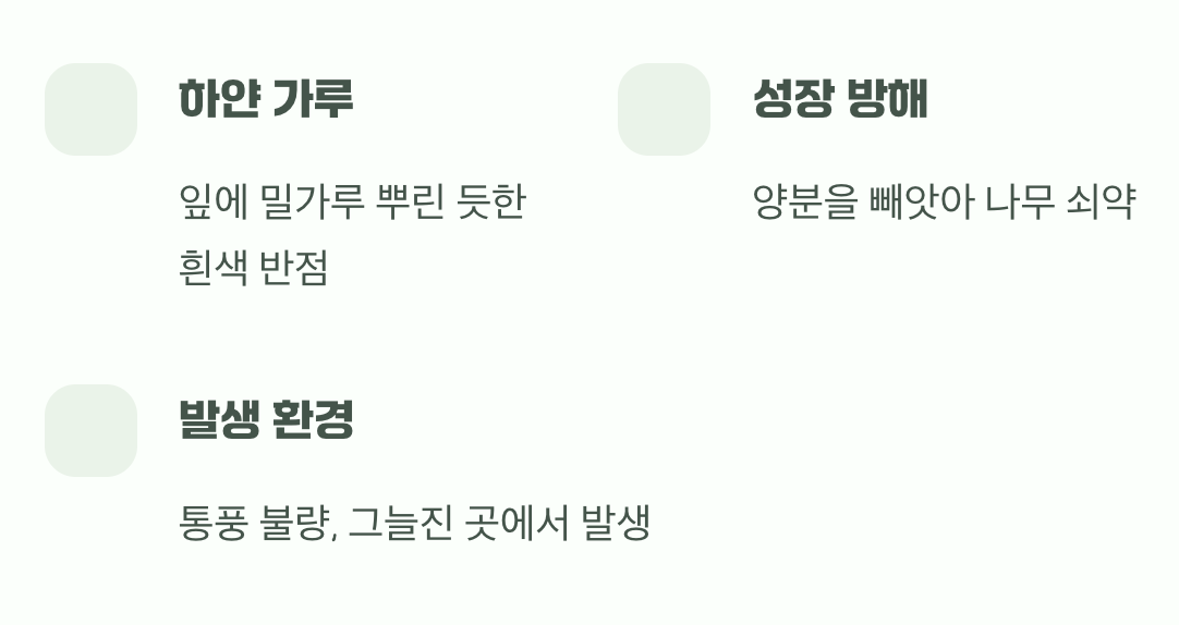 잎 위에 내린 하얀 서리, 흰가루병