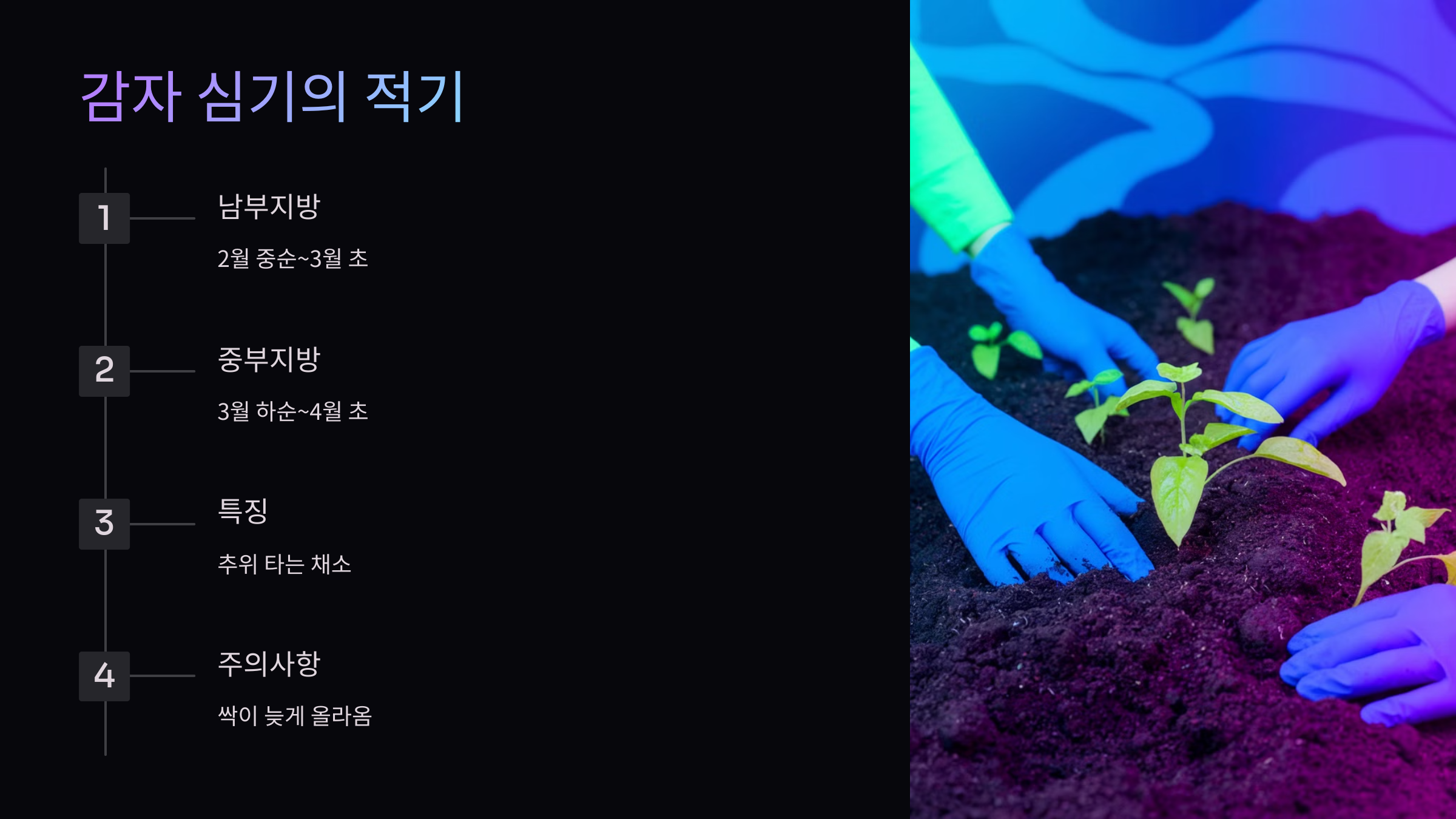 감자-심기