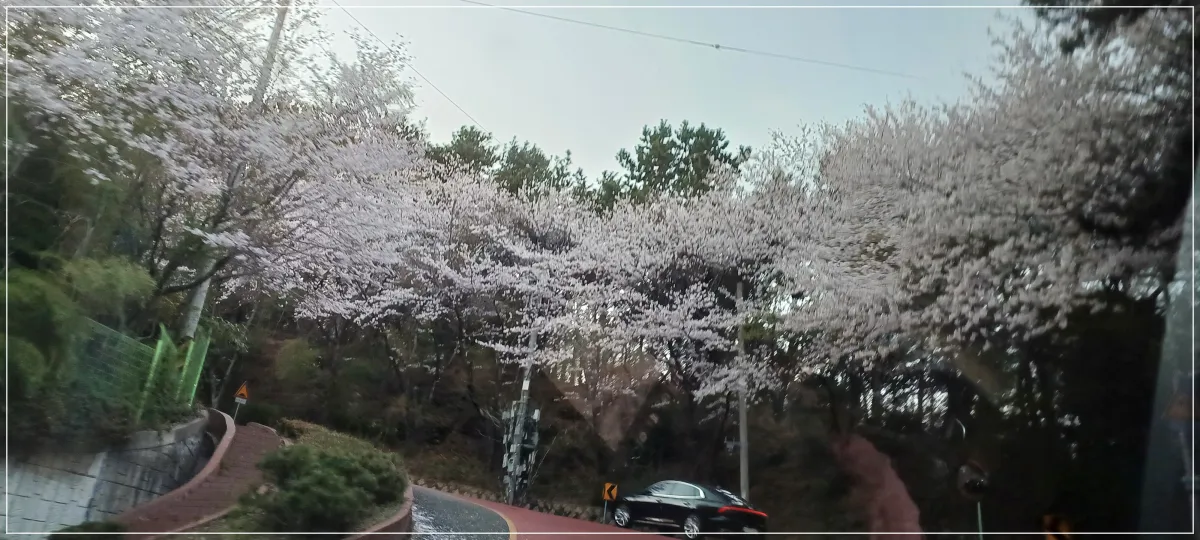 황령산-벚꽃드라이브