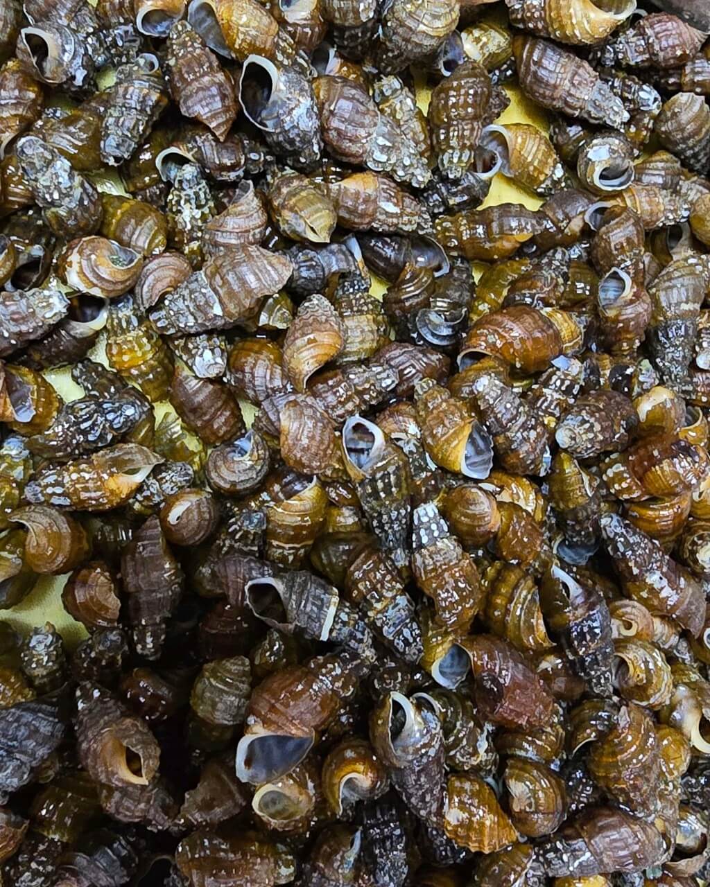 생방송투데이 외국인의 밥상 충북 영동군 황간 다슬기 국밥 맛집 원조동해식당 생방송투데이 3775회