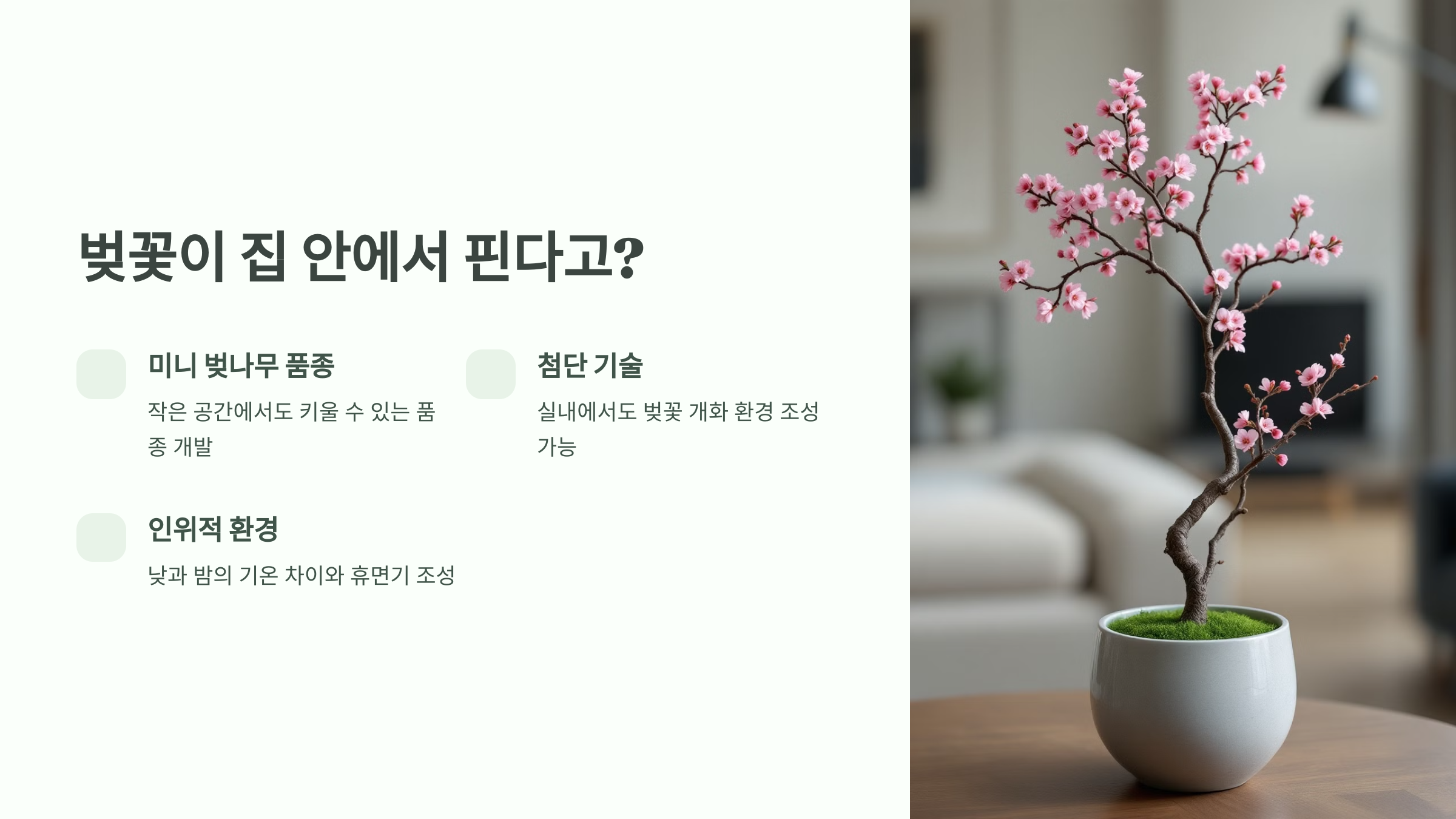 벚꽃이 집 안에서 핀다고?