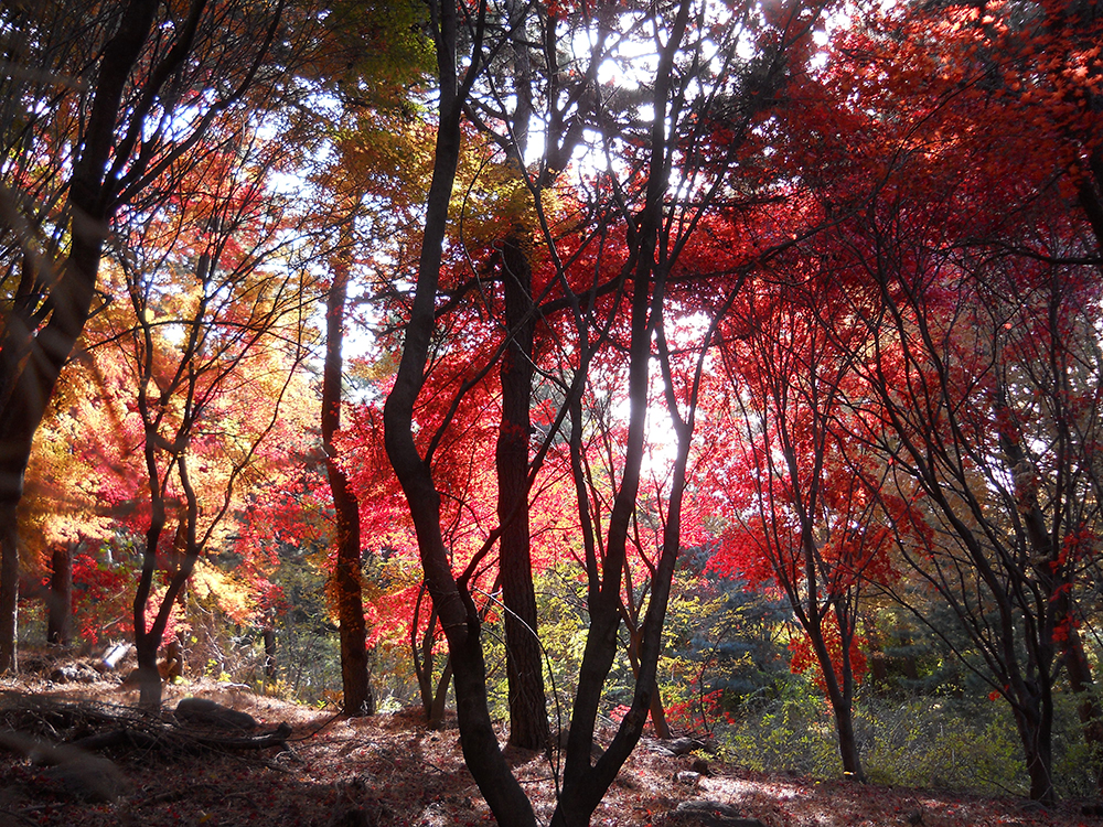 걷고 사랑하며 : 단풍이 가장 아름다운 안산자락길