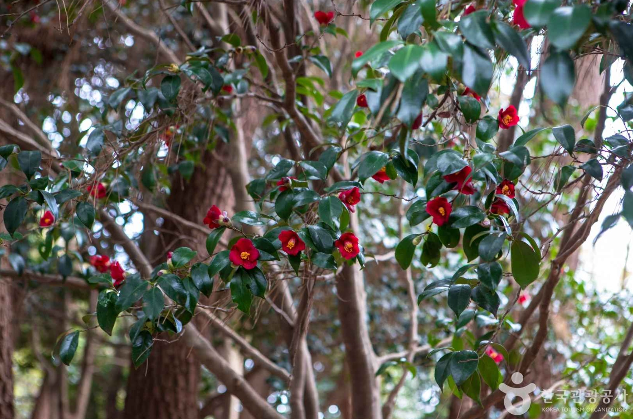 겨울-1박2일-국내-가족-여행지-오동도
