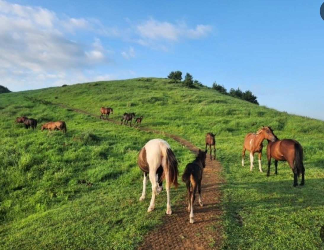 용눈이오름 이미지