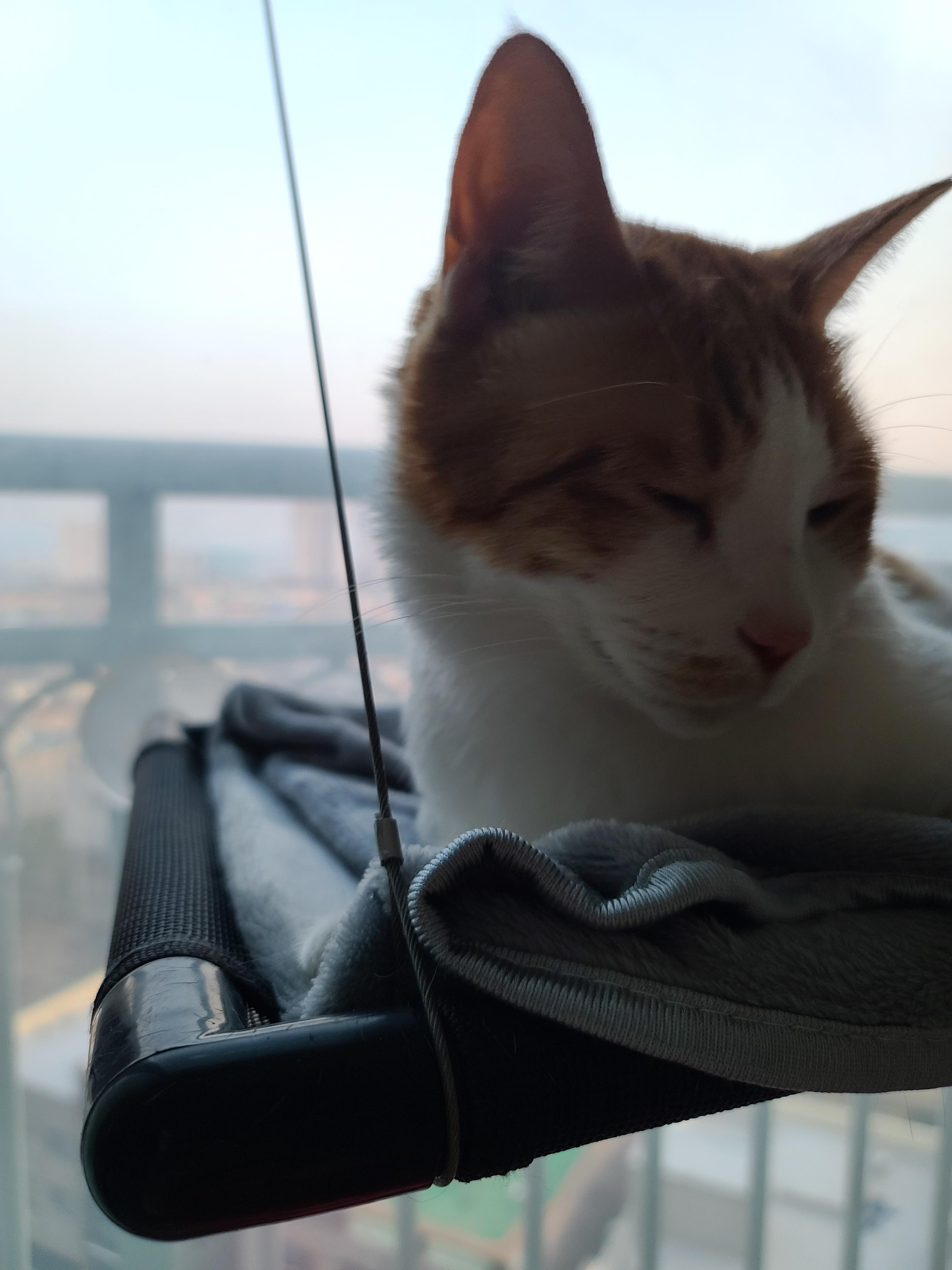 소심한 고양이의 숨겨진 맹수본능. 자이언트베이비 막둥이 삐용.