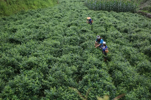 장가계 6월 날씨 우기 강수량 기온 장마 일교차 준비물 옷차림 완벽 정보_7
