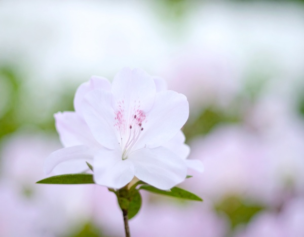 황매산철쭉축제