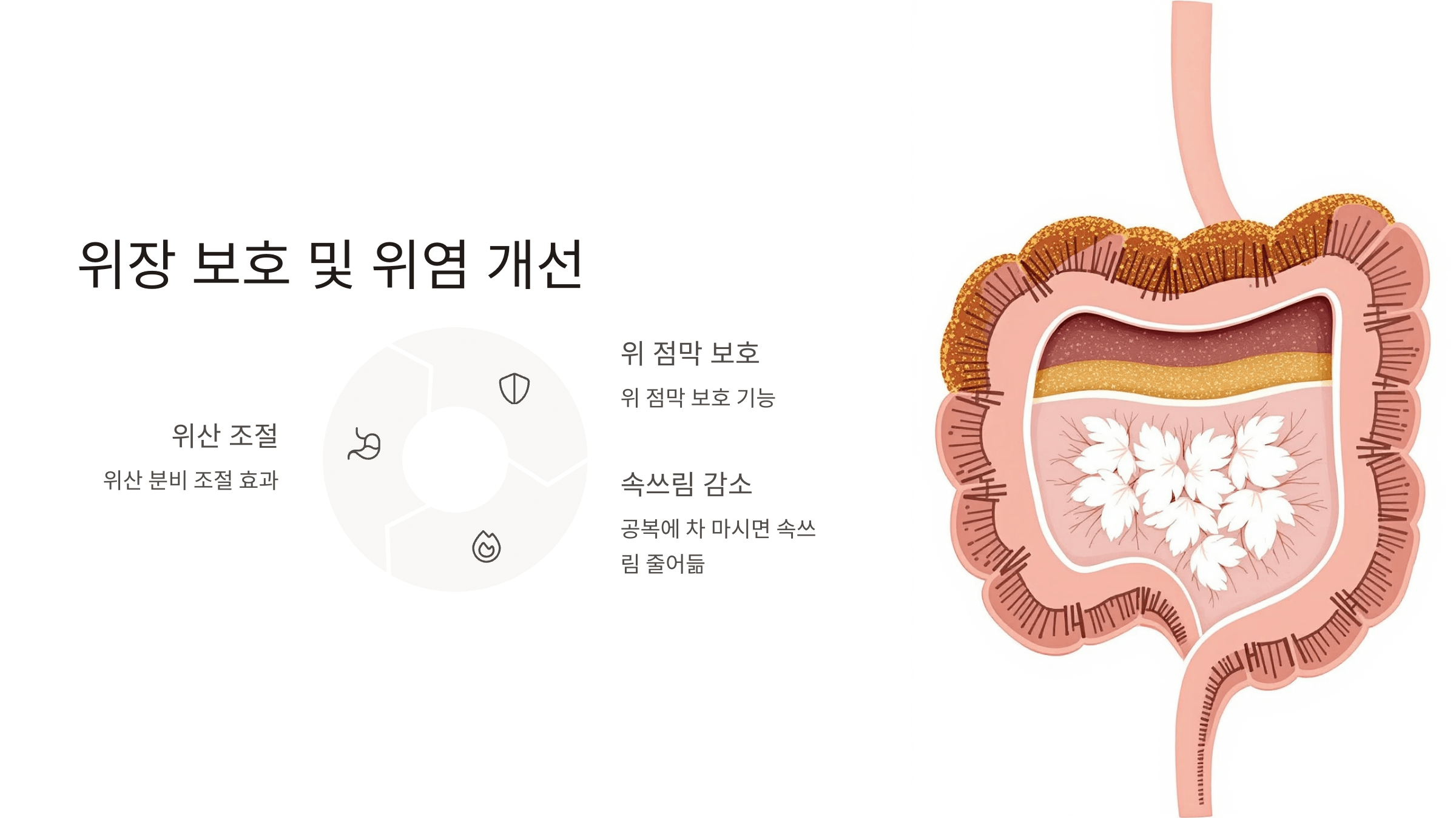 흰민들레 사진입니다.