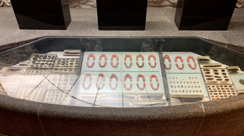 수많은 사람들의 치아 확대