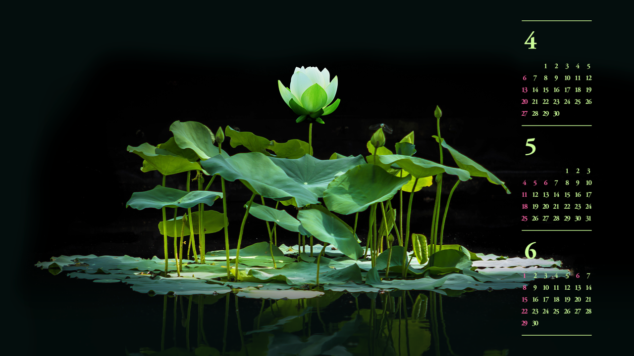 16 수면 위의 백련 B - 2025년5월 노트북배경화면