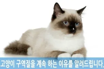 고양이 구역질 원인, 증상, 관리_31