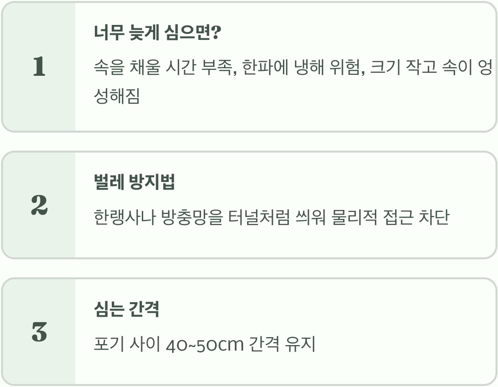 배추심는시기, 너무 빨리 심으면 안 되는 이유