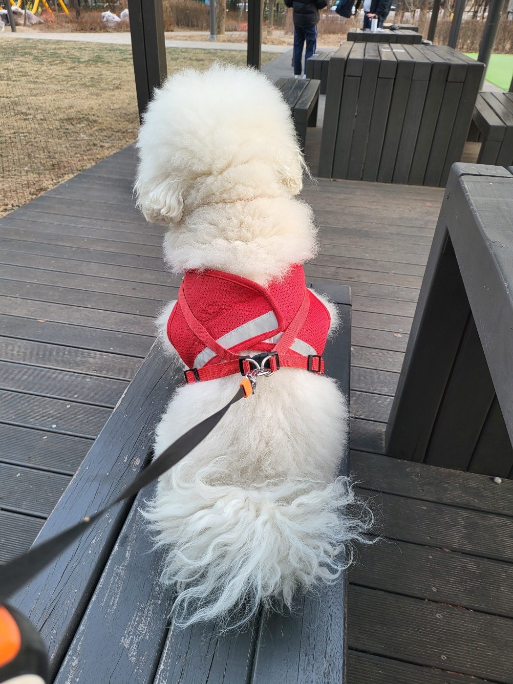 우리 강아지에게 딱 어울리는 이름 추천 가이드 인포그래픽