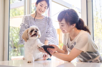 강아지 발톱깎는 모습/출처:어도비스톡