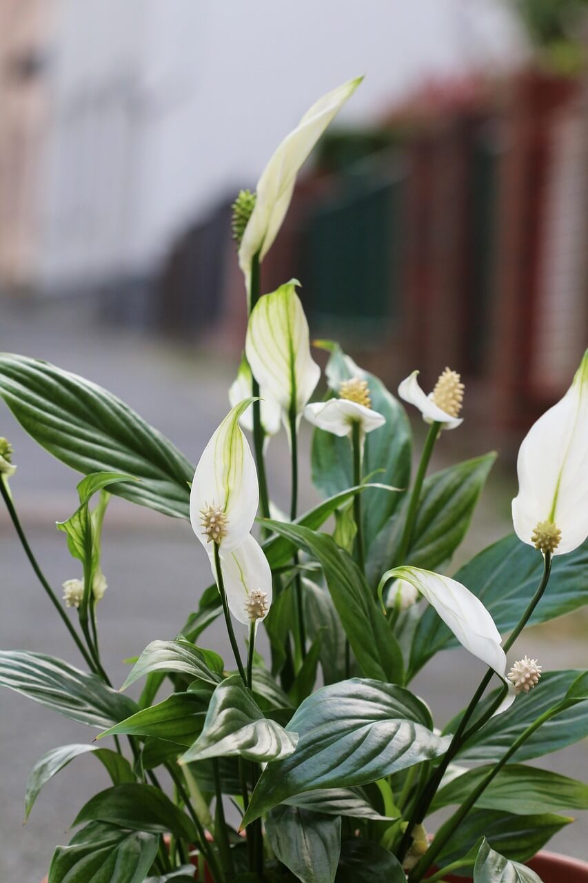 스파티필름(Spathiphyllum) 특징과 키우는 방법