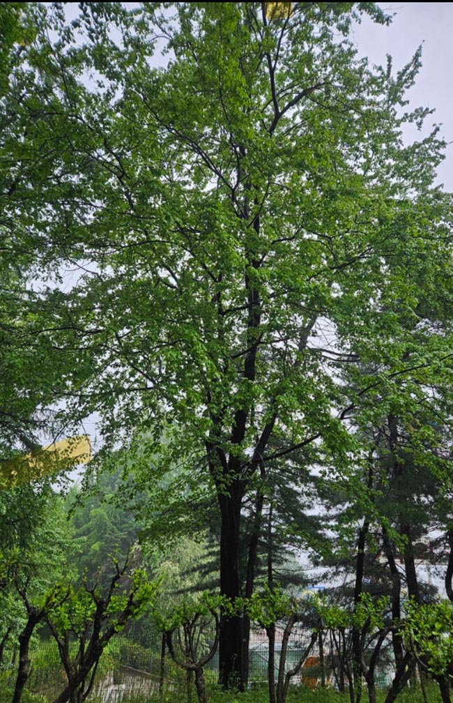 참꽃단풍