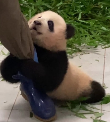 푸바오 송환 마지막 모습