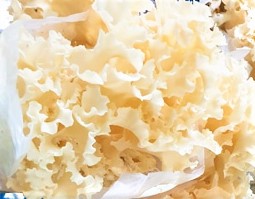 꽃송이버섯효능