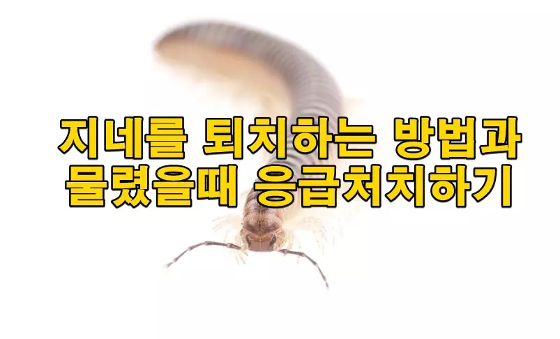 지네를 퇴치하는 방법과 물렸을때 응급처치하기