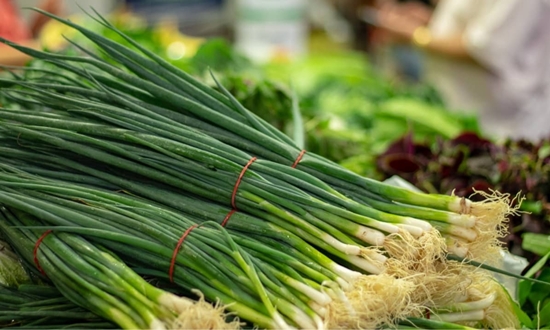 쪽파 언제 심어요? 가을 쪽파 봄 쪽파 심는 시기/종구/심는 방법/수확/보관