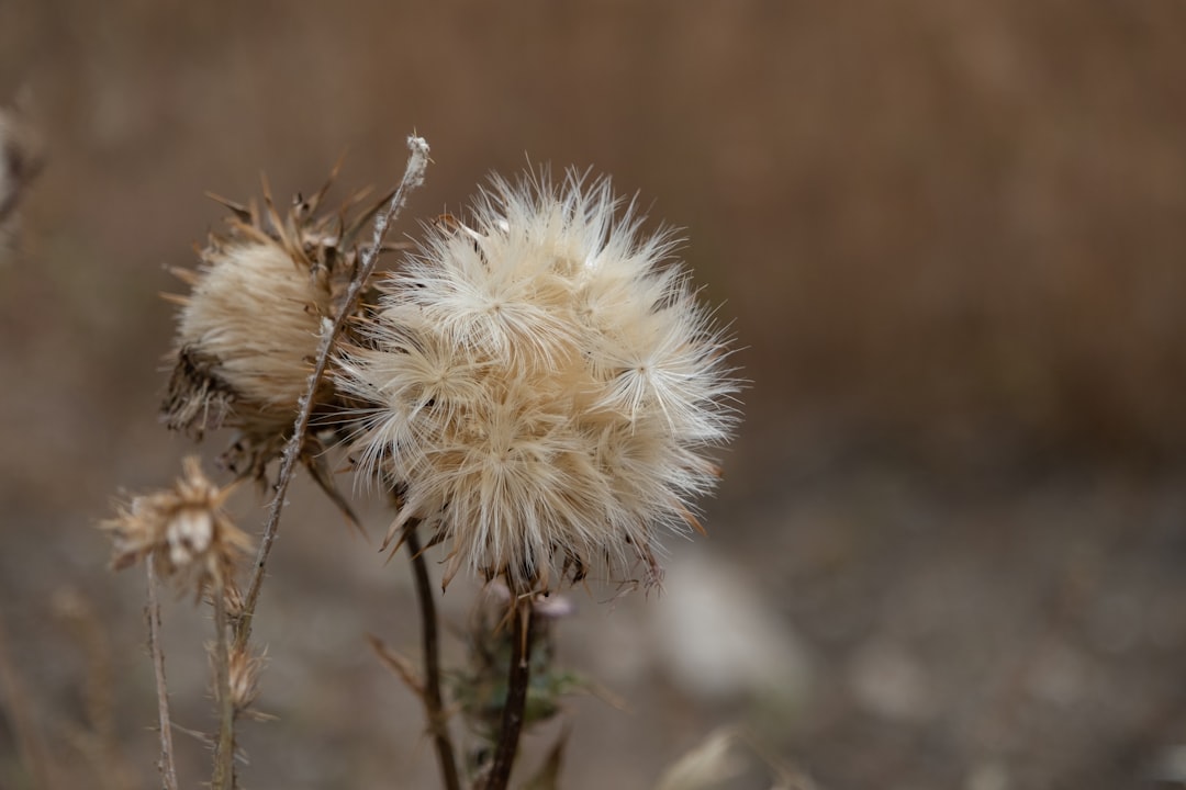 Milk Thistle