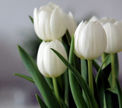 튤립 봄에 피는 꽃 전국 튤립 축제