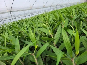 백합 재배 비늘줄기 분주 일조량 관리 절화 수확_4