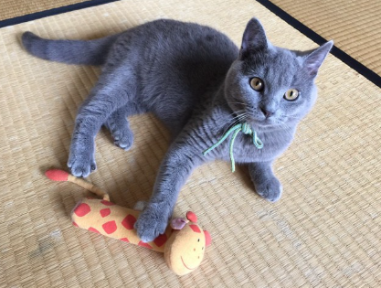 장난감을 가지고 노는 고양이.