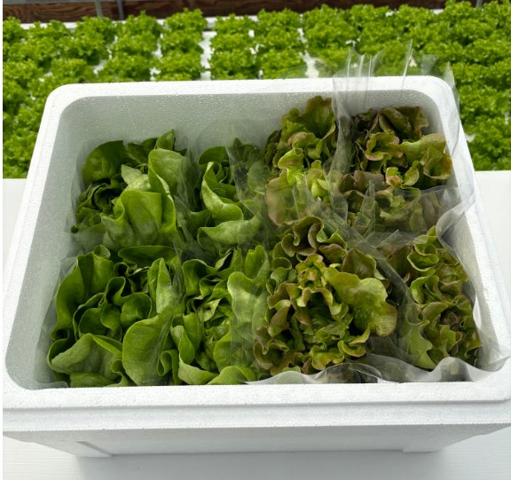 6시내고향 함평 아쿠아포닉스 상추 한박스