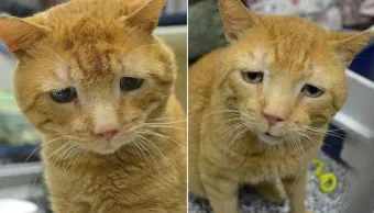 길냥이 보호소, 겨울집, 구내염, 출산, 새끼분양, 구조_29