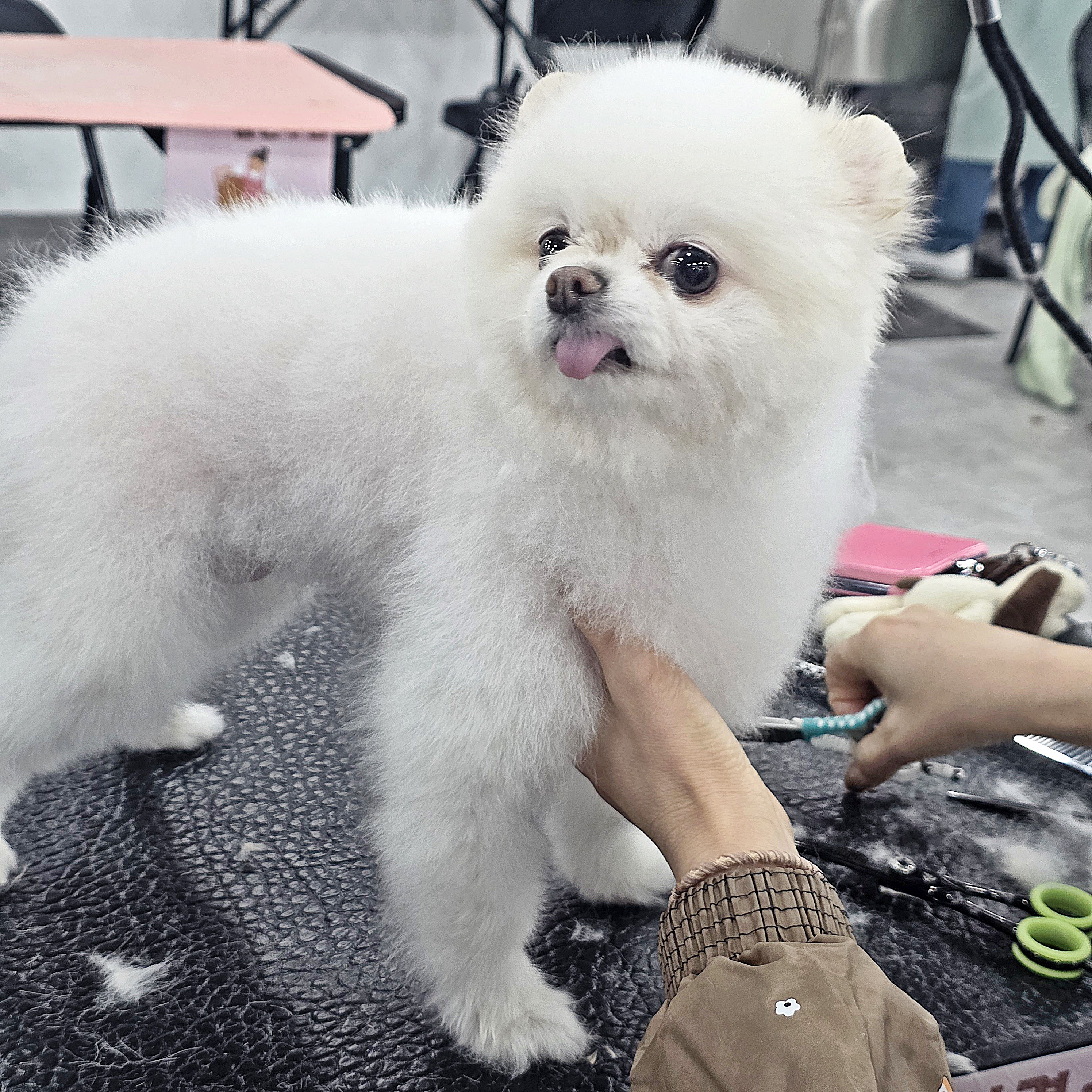 연제구애견미용학원