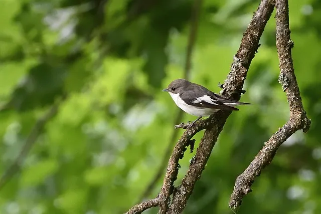 싸리버섯 채취시기종류 정보를 정리_5