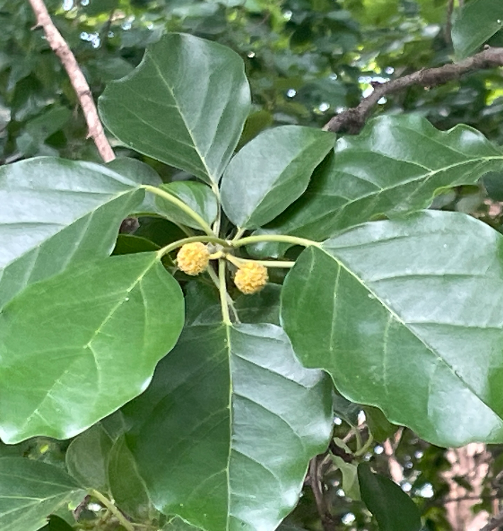 꾸지뽕나무 꽃1