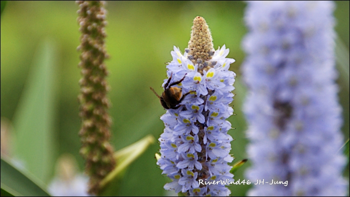 폰테데리아 코다타(Pontederia cordata)해수화(海修花).