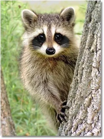 야생 너구리 도시 특징 매력 성격_7