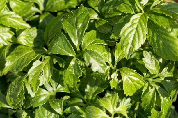 돌외잎 효능 다이어트를 해야 한다면? 젊을 때는 며칠만 굶어도 살이 빠지더니 이제는 며칠을 굶어도 살이 꿈쩍도 하지 않습니다. 나이 먹는 것도 서러운데 살까지 떠나려 하지 않네요. 요즘에는 다이어트 식품도 많지만 오래전부터 내려온 천연 다이어트 식품을 먹어볼까요? 돌외잎에는 어떤 놀라운 효능이 있는지 알아봤습니다.