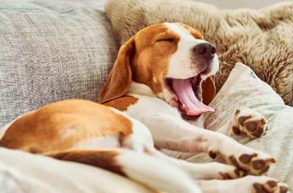 하품하는 강아지