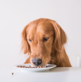 반려동물 영양제 추천 TOP 5