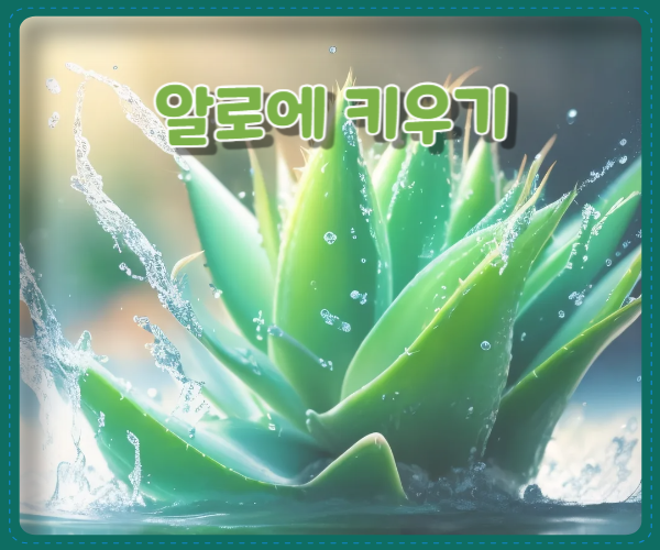 알로에 키우기