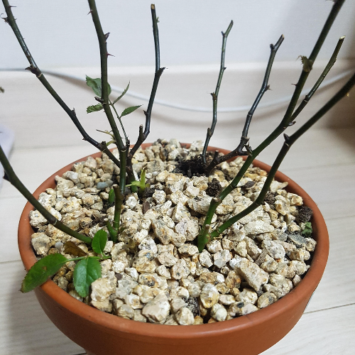 해충으로부터 식물을 지키는 법 (깍지벌레&amp;#44; 진딧물&amp;#44; 천연퇴치)