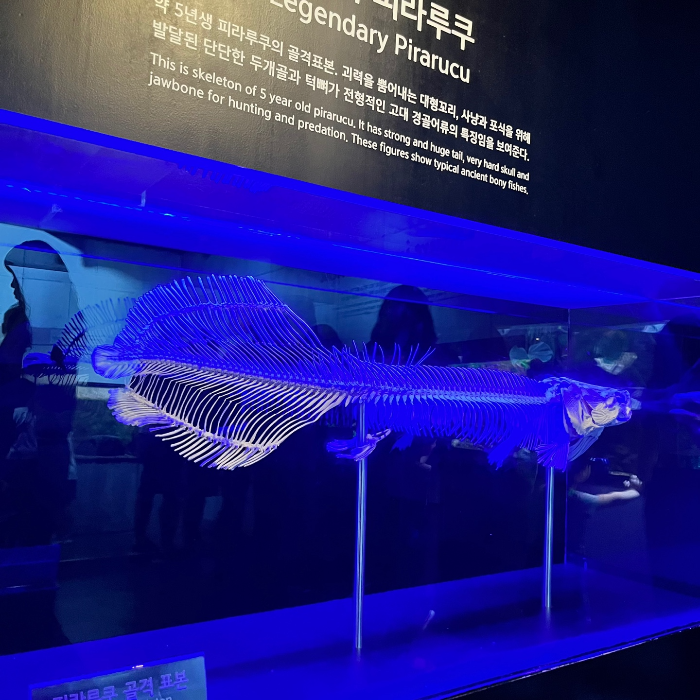 전설의 고대어&amp;#44; 피라루쿠 2