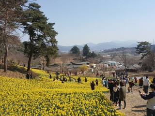 서산 유기방가옥 수선화축제 개화 상황