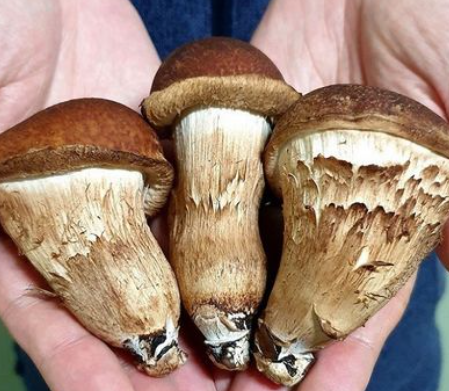 참송이버섯_손질