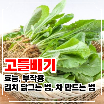 고들빼기 효능 포스팅 이미지