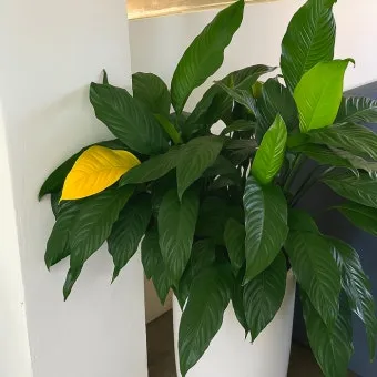 화분 노랗게 변함 원인 영양부족 과습해결 비료주기 조절 방법_30