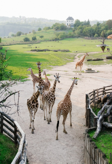 프라하 동물원