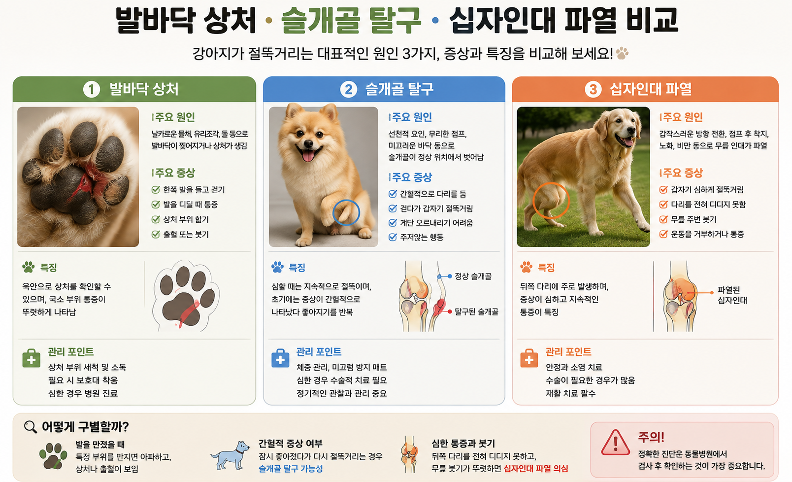 강아지 절뚝거림 원인 비교, 발바닥 상처, 슬개골 탈구, 십자인대 파열 증상 비교 이미지, 강아지 다리를 저는 이유, 앞다리 절뚝, 뒷다리 절뚝, 병원 진료 기준