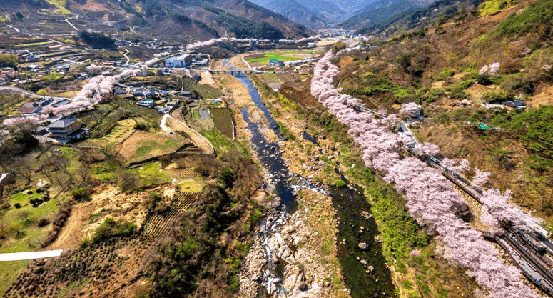 하동 벚꽃 개화시기